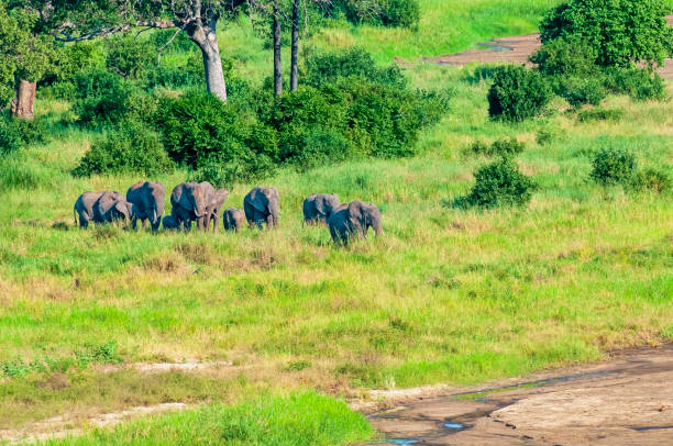 istock Elephants Walking to Water Hole 2163487434