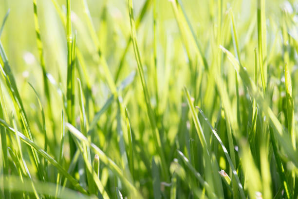 istock Vibrant Green Grass Close-Up 2163487446