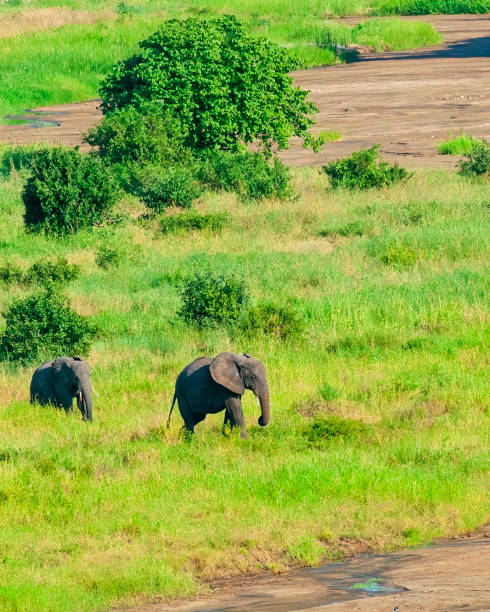 istock Two Elephants Moving Toward Water Hole 2163487460