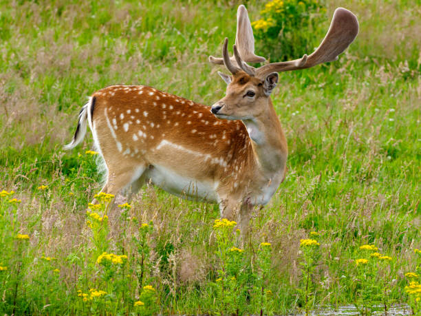 A Fallow Deer (Dama dama) in a meadow in Scotland during summer