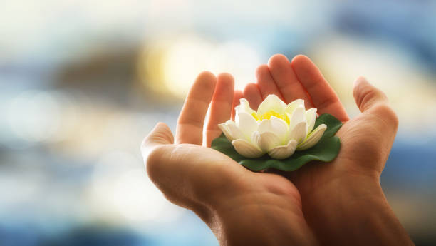 Hands holding a white water lily with water background