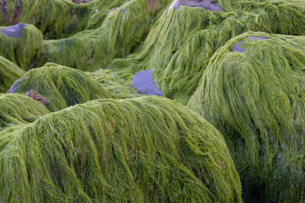 istock Seaweed on Boulders at Portpean Beach Cornwall 2163491128