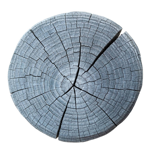 istock Cross section of tree trunk isolated on white background. 2163491888