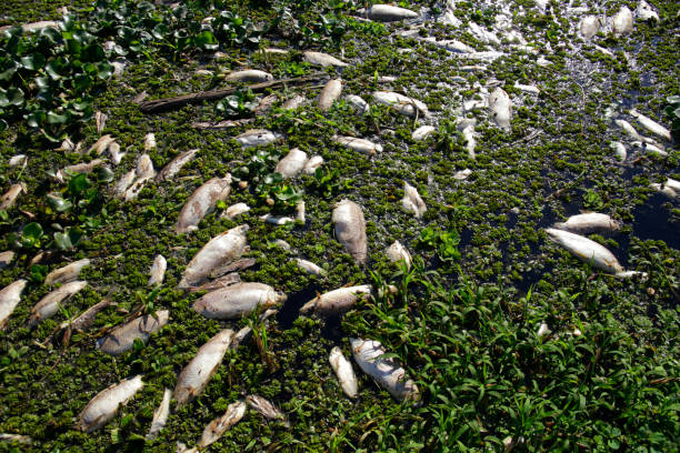 istock Dead fishes floating on river surface in Brazil 2163493176