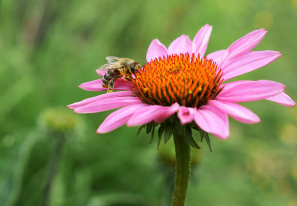 Bee on Echinacea purpurea flower