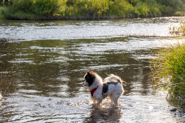 Small dog chases ball into river in summer sunlight