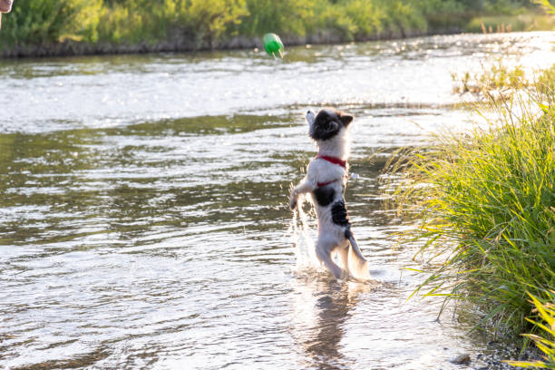 Small dog chases ball into river in summer sunlight
