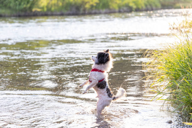 Small dog chases ball into river in summer sunlight