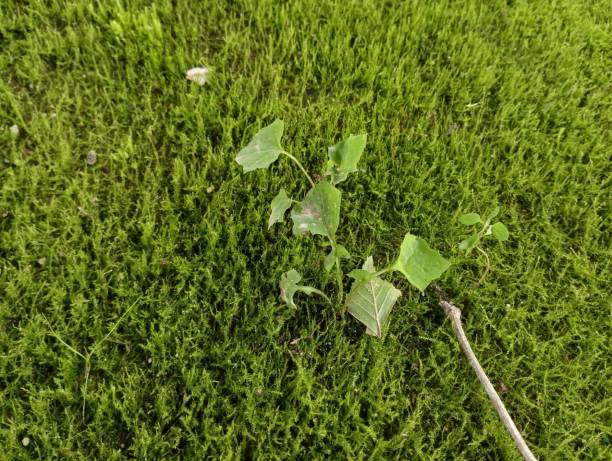 istock Young green tree in green thick moss. Natural backgrounds and textures with plants. 2163496428
