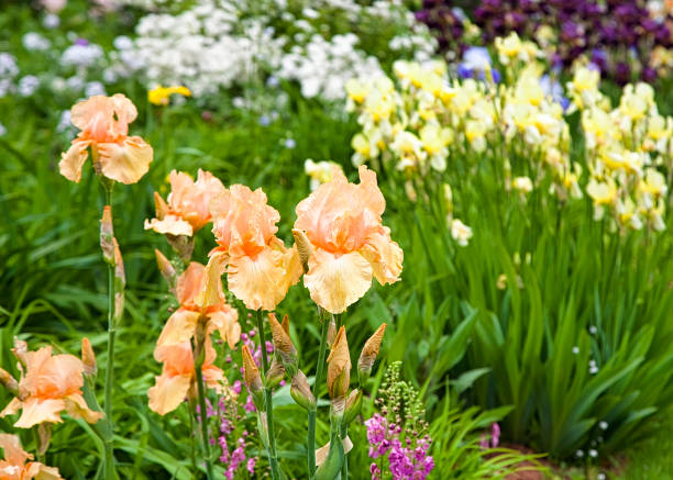 German Iris plants flowering in a perennial garden.
