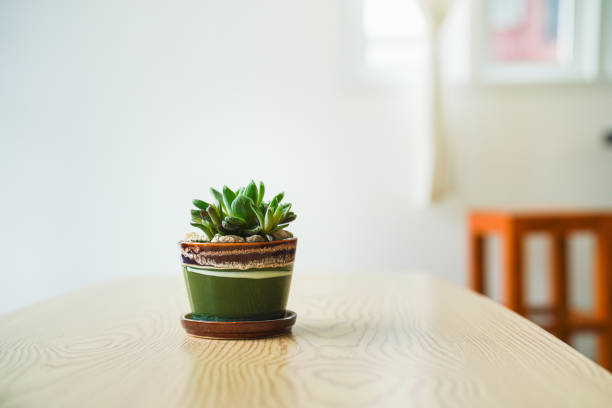 istock A succulent houseplant pot on table. Interior decoration. 2163497364