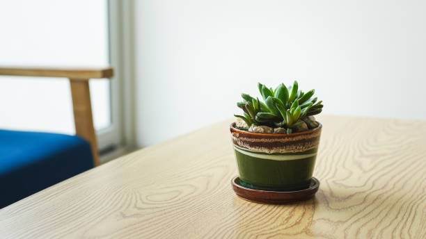 istock A succulent houseplant pot on table. Interior decoration. 2163497366