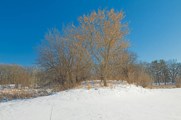 Stately Tree on a Little Hill in Winter in the Paul Douglas Preserve in Illinois