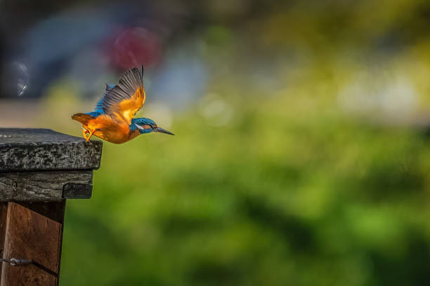 kingfisher wanting to fish