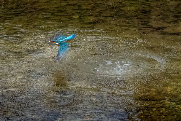 istock kingfisher after fishing 2163499772