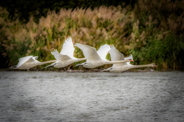swans near the river and flying