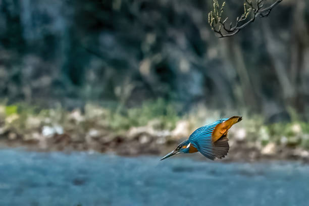 kingfisher wanting to fish