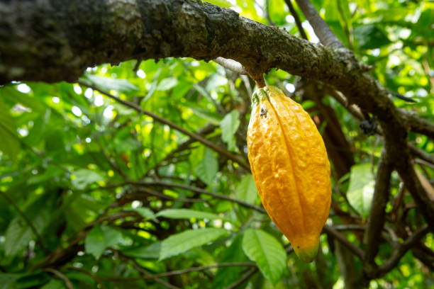 Beautiful fresh cocoa fruit on tree at chocolate producing farm in amazon rainforest, Brazil. Concept of super food, nature, ecology, environment, agriculture, healthy, biodiversity. Theobroma cacao.