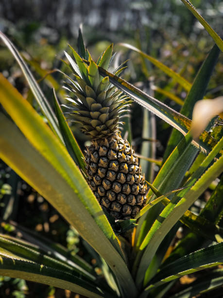 istock Pineapple Rice on a plate and Pineapple fruit 2163502095