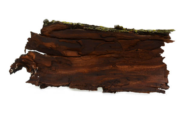 istock A natural bark dried piece on white 2163502200
