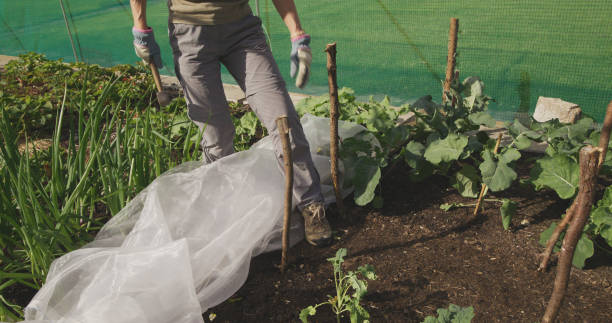 istock Senior woman protecting her vegetables 2163504467
