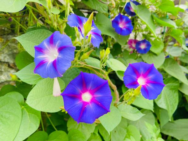 istock Morning glory or Ipomoea flowers 2163505053