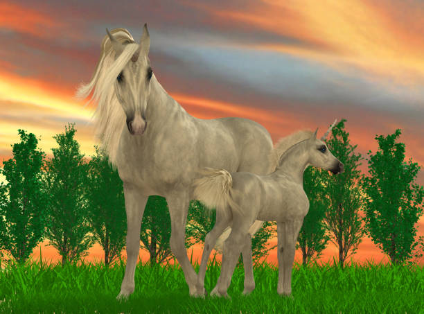 An Icelandic horse mare with her little foal. The foal is suckling mother's milk. Both have light-coloured coat and pale mane and tale. Standing outside in Icelandic nature. Green grass meadow in the background.