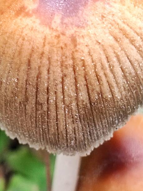 istock mushroom, macro photography, extremely small. 2163506194