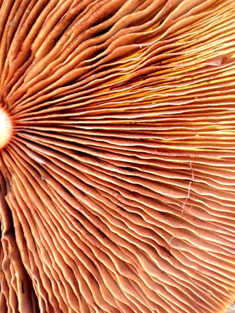 Mushroom gills shot underneath with blue sky, macrophotography. In a forest South Wales UK. mushroom, nature, forest, autumn, natural, fungi, season, fungus, green, mushrooms, organic, edible, plant, food, fall, wild, brown, fresh, closeup, wood, beautiful, background, boletus, outdoor, colorful, healthy, summer, vegetarian, grass, outdoors, cap, seasonal, tasty, harvest, leaf, tree, woodland, gourmet, macro, fly agaric, delicious, delicacy, moss, raw, woods, white, cute, yellow, ingredient, grow, mycology, mycelium.