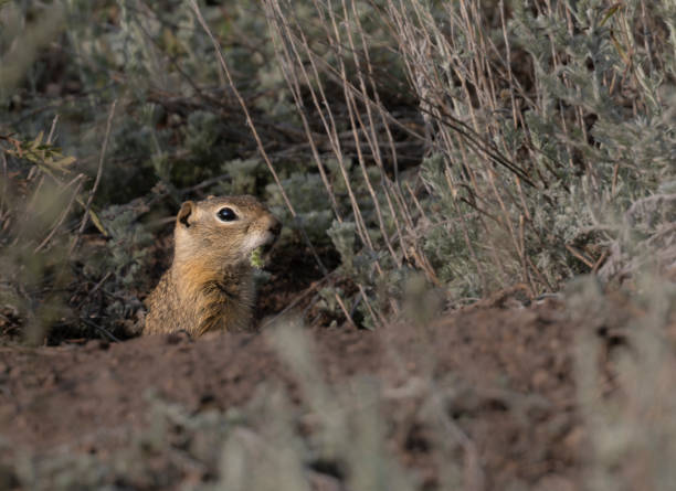 istock Baby Prairie Dog 2163506606