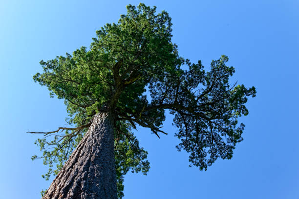 istock Big Lonely Doug for tree looking upward, Port Renfrew, BC Canada 2163507365