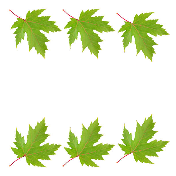 Green maple leafs isolated on white background. Free space for text. Collage.