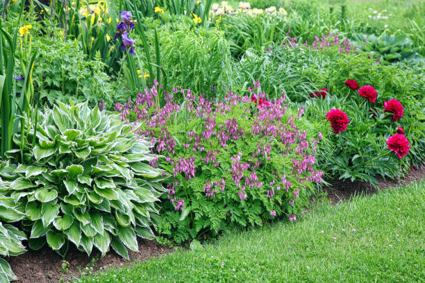 Colourful Perennial Border