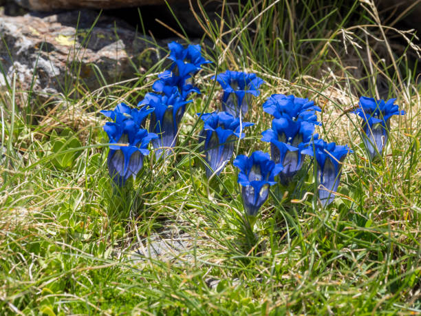 High mountain blue gentian flower