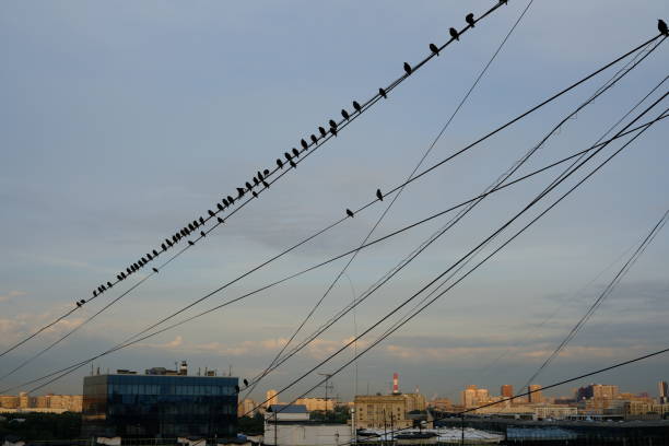 migrate birds on wires, a flock of starlings, sky city cityscape, city birds