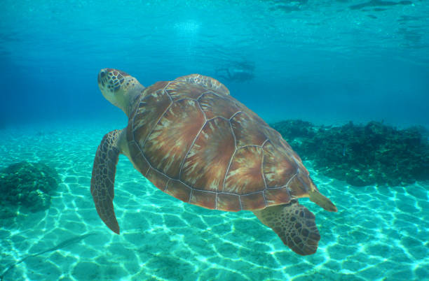 istock a sea turtle on a reef in the caribbean sea 2163513018