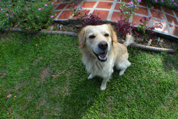 a golden dog in a garden