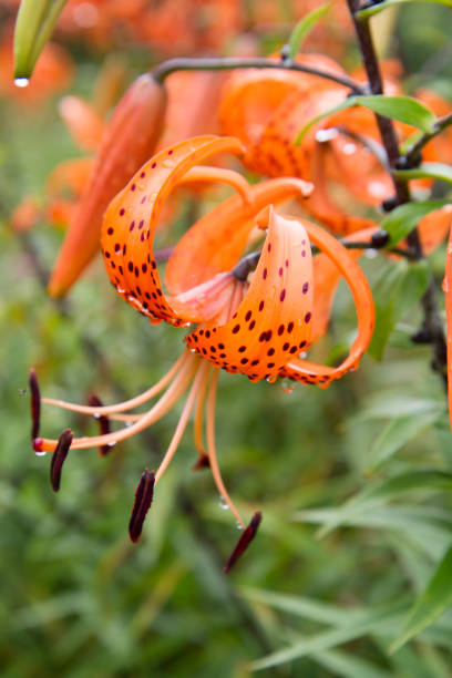 istock The Tiger lily (Lilium tigrinum) blooming 2163513389