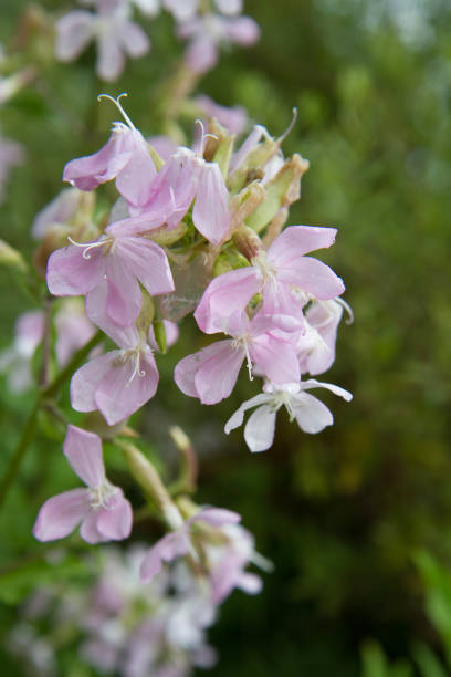 istock The common soapwort (Saponaria officinalis) plant 2163514673