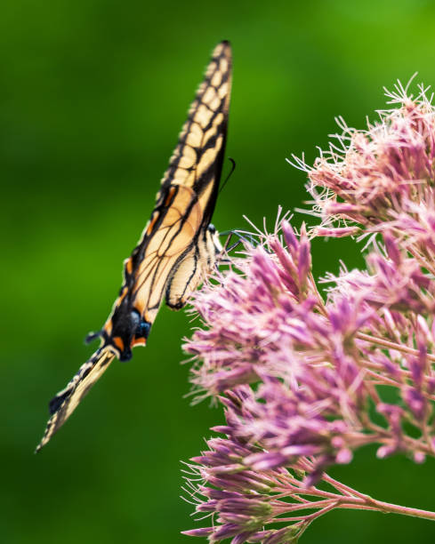 istock Butterfly and Flower 2163514710