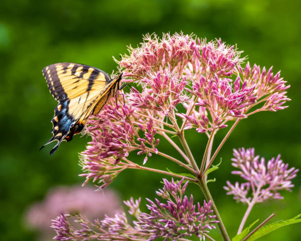 istock Yellow Butterfly on Pink Flower 2163514711