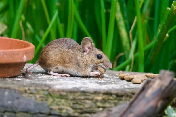 istock Cute woodmouse rodent eating garden leftovers 2163514731