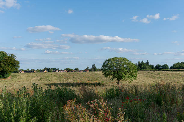 istock Tree in the middle of a wildflower field 2163515069