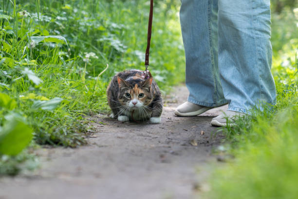 istock Stressed domestic cat on harness first time walking outdoors, afraid of everything new, feels scared 2163515508