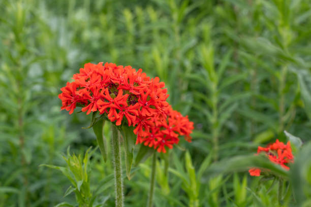 Selective focus of beautiful Dianthus flower, Snowfire flower or Sweet William flower blooming in garden on flower festival, pink flowers.