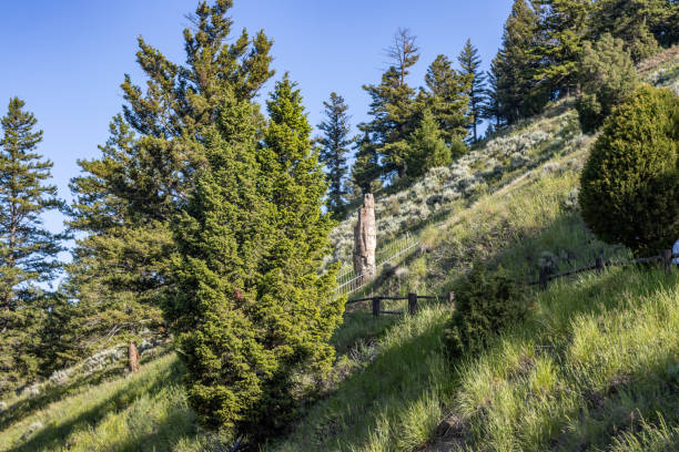 The Petrified Tree in Yellowstone National Park is a well-preserved redwood fossil from the Eocene epoch, about 50 million years old. Located near Tower Junction, this ancient tree stands as a testament to the area's volcanic activity, which buried and silicified the forest.