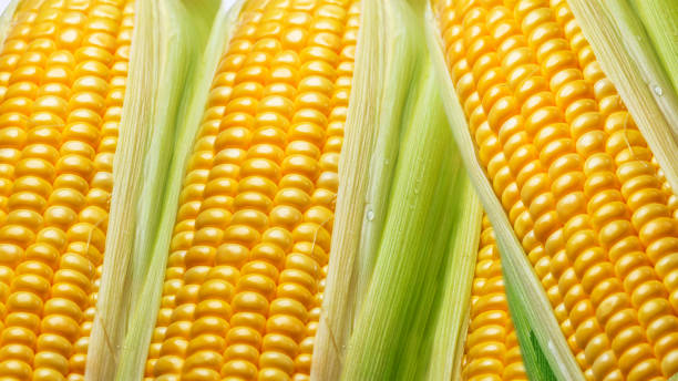 istock Fresh yellow corn, on the cob, close-up, top view 2163517739