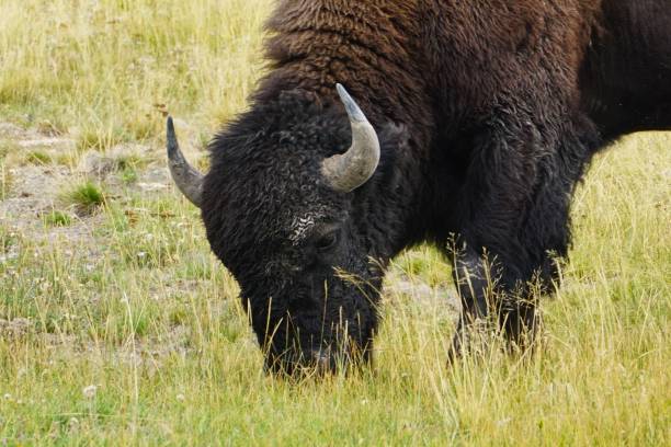 istock Yellowstone National Park Wyoming 2163517982