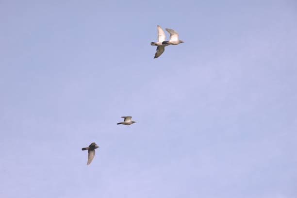 istock Rock Dove Flyaway In Bulgaria 2163518013