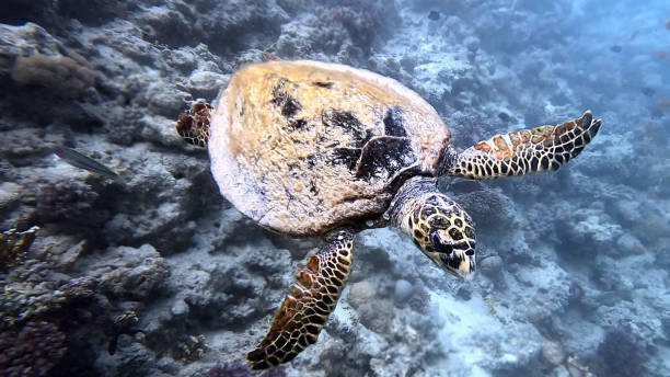 istock Sea Turtle Beneath the Lens in Egypt 2163518591